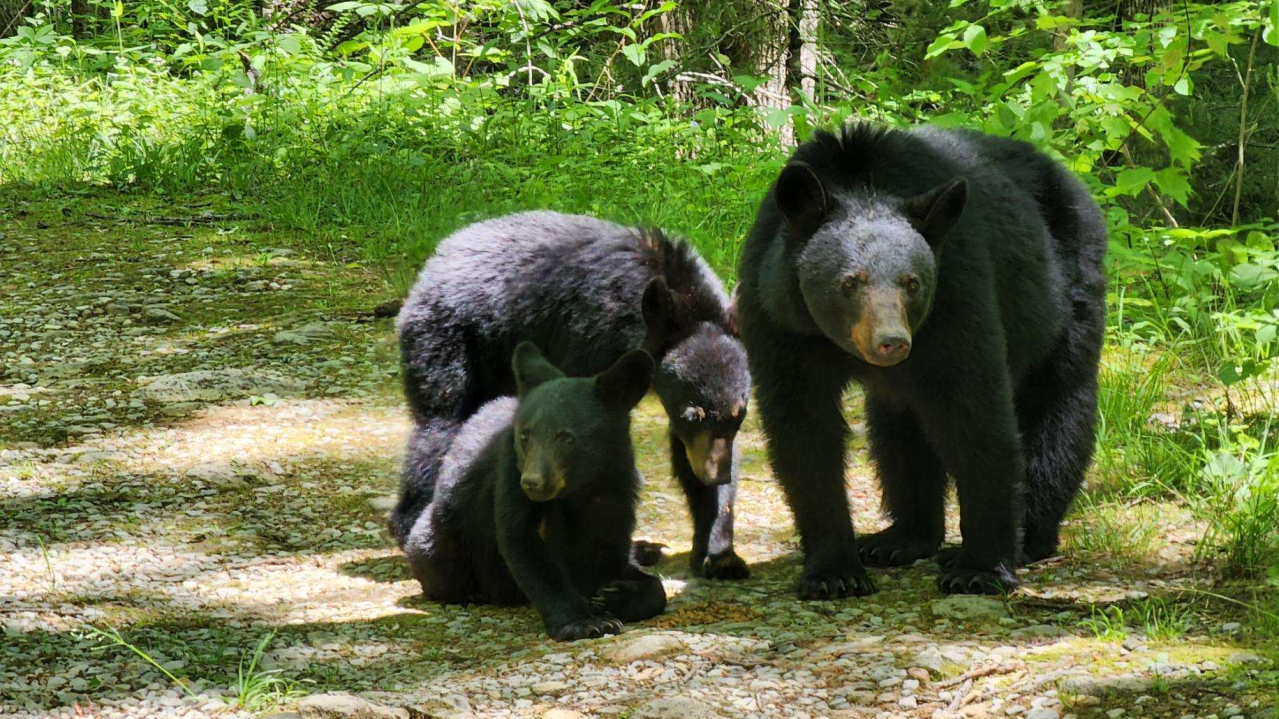 Featured image for "Bear Encounter Forces Closure of Rich Mountain Road in GSMNP"