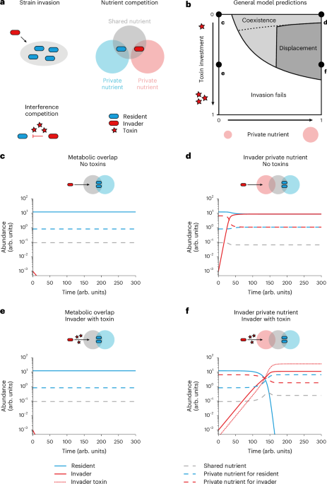 Featured image for Microbiome Dynamics: Ecological Competition and Strain Displacement
