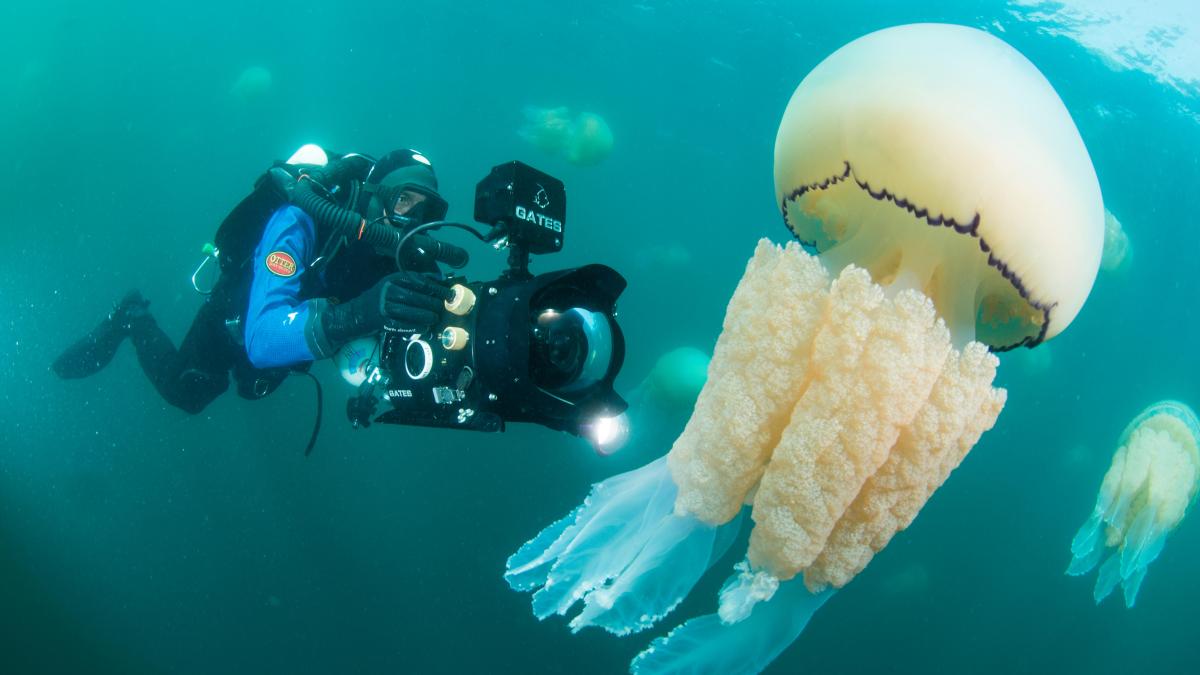 Featured image for Giant Frilly-Mouthed Jellyfish Spotted Along British Coastline