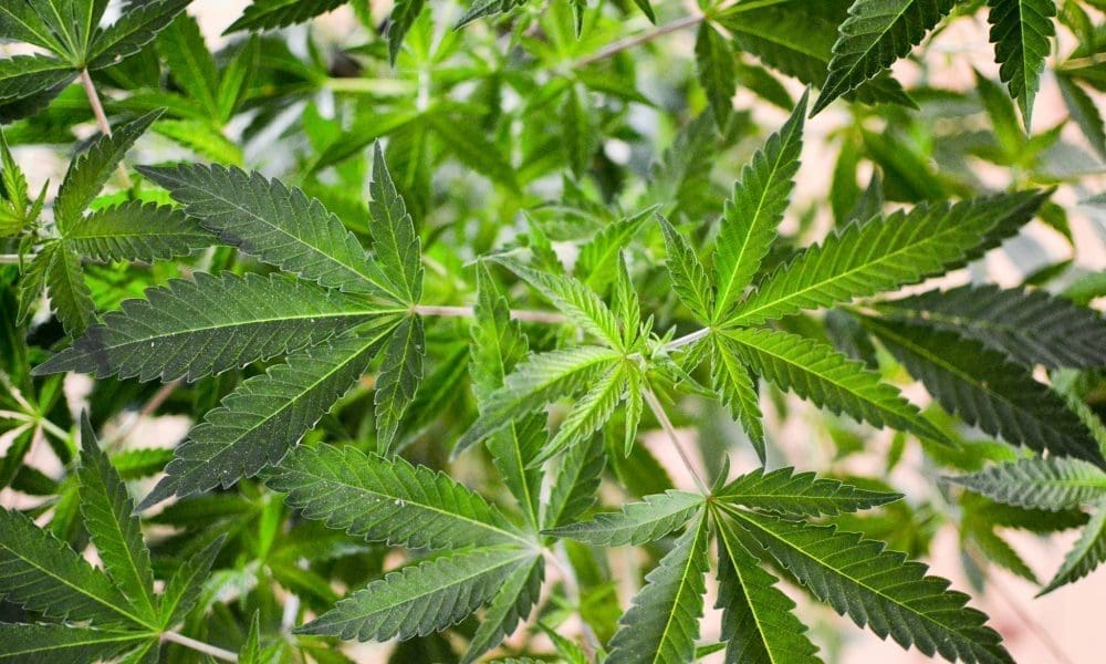 "Virginia General Assembly Divided Over Marijuana Sales Despite Law Enforcement Opposition"