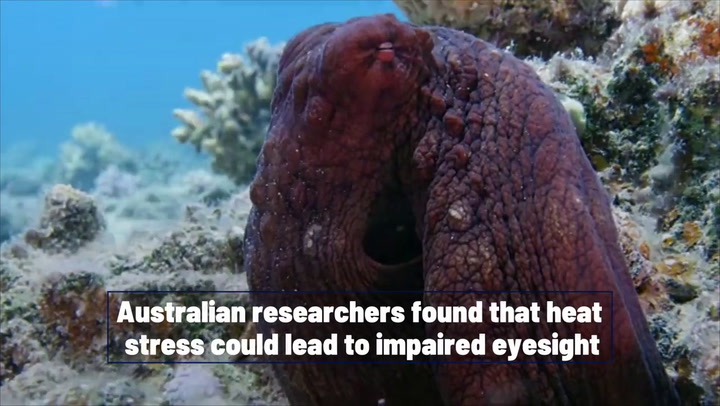 Featured image for Rising Ocean Temperatures Threaten Octopus Vision