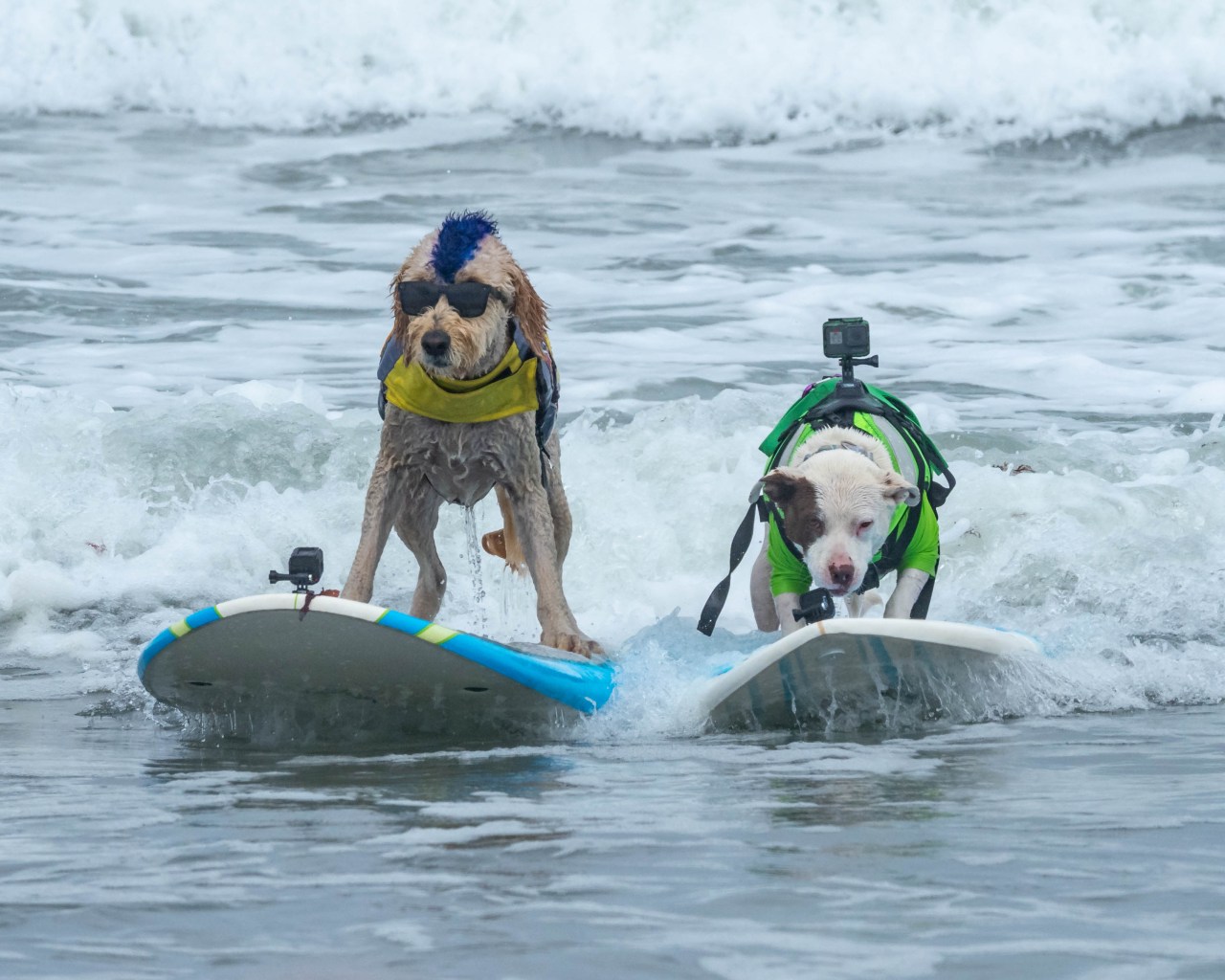 Featured image for Global Canine Surfing Showdown: Pacifica vs. Duke Kahanamoku