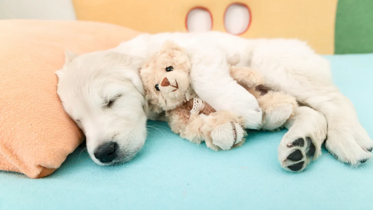 Featured image for Loyal Golden Retriever Puppy Watches Over Toys in Washer
