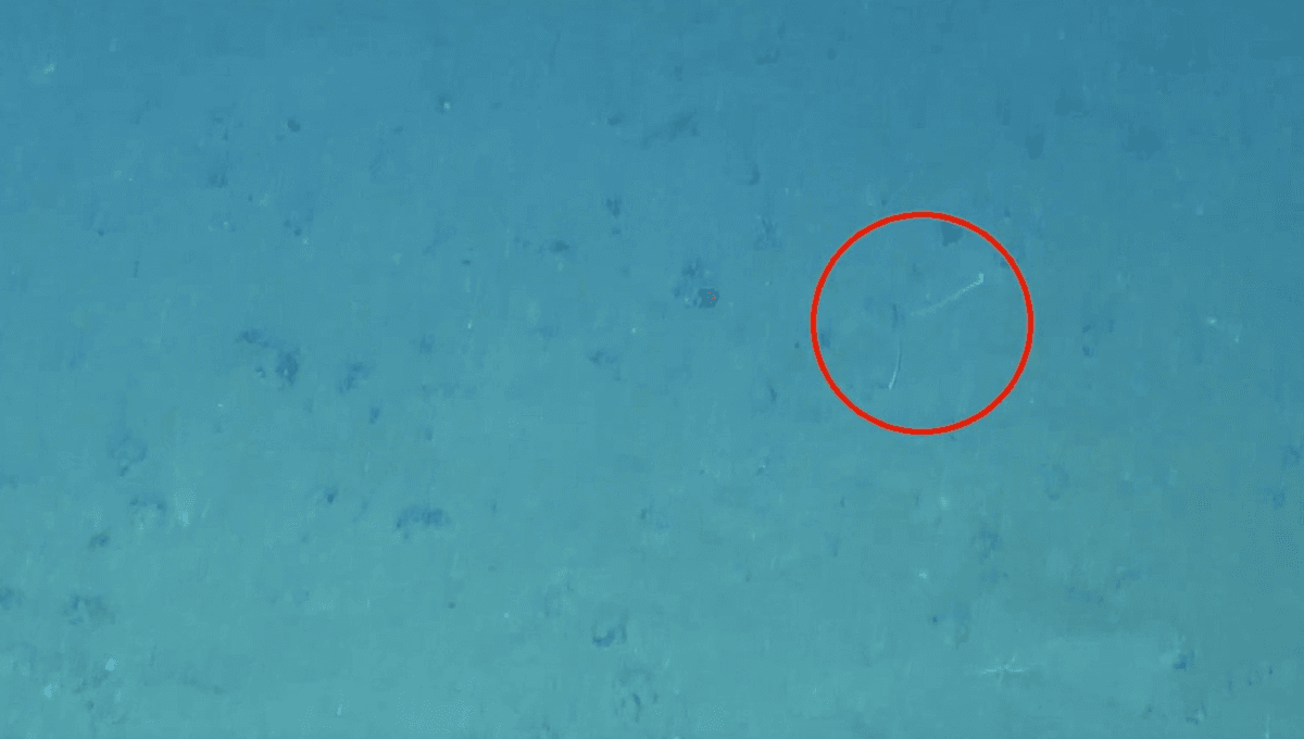 Featured image for Deep-Sea Squid Exhibits Bizarre Burying and Camouflage Behaviors