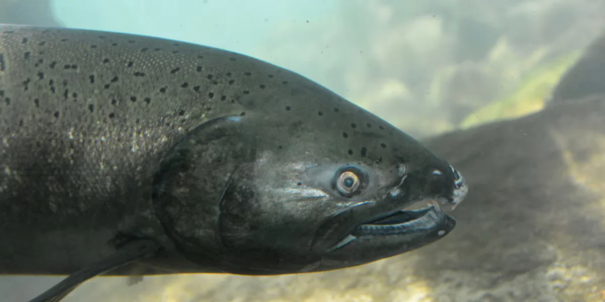 Salmon fishing season canceled along Oregon and California coasts due to population decline.