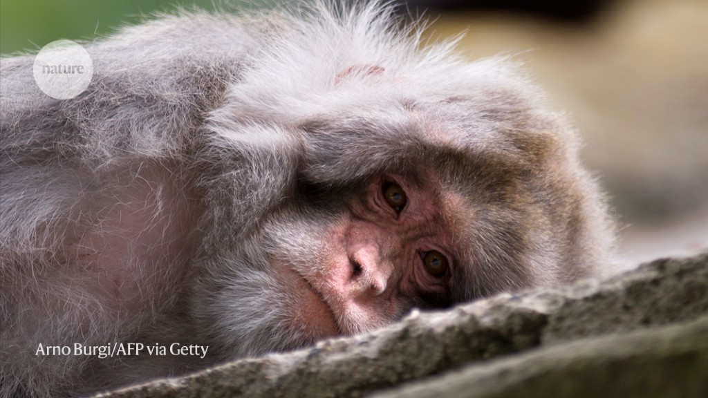 "Revolutionary Protein Injection Enhances Memory in Monkeys"