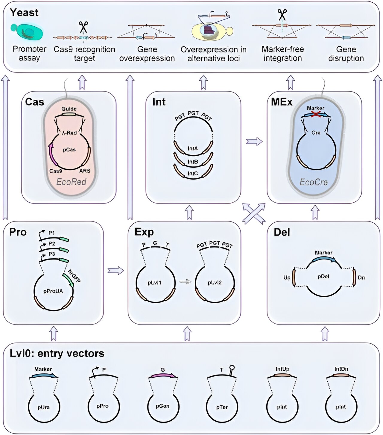 Featured image for "Revolutionizing Metabolic Engineering with a CRISPR-Cas9 DNA Assembly Kit"