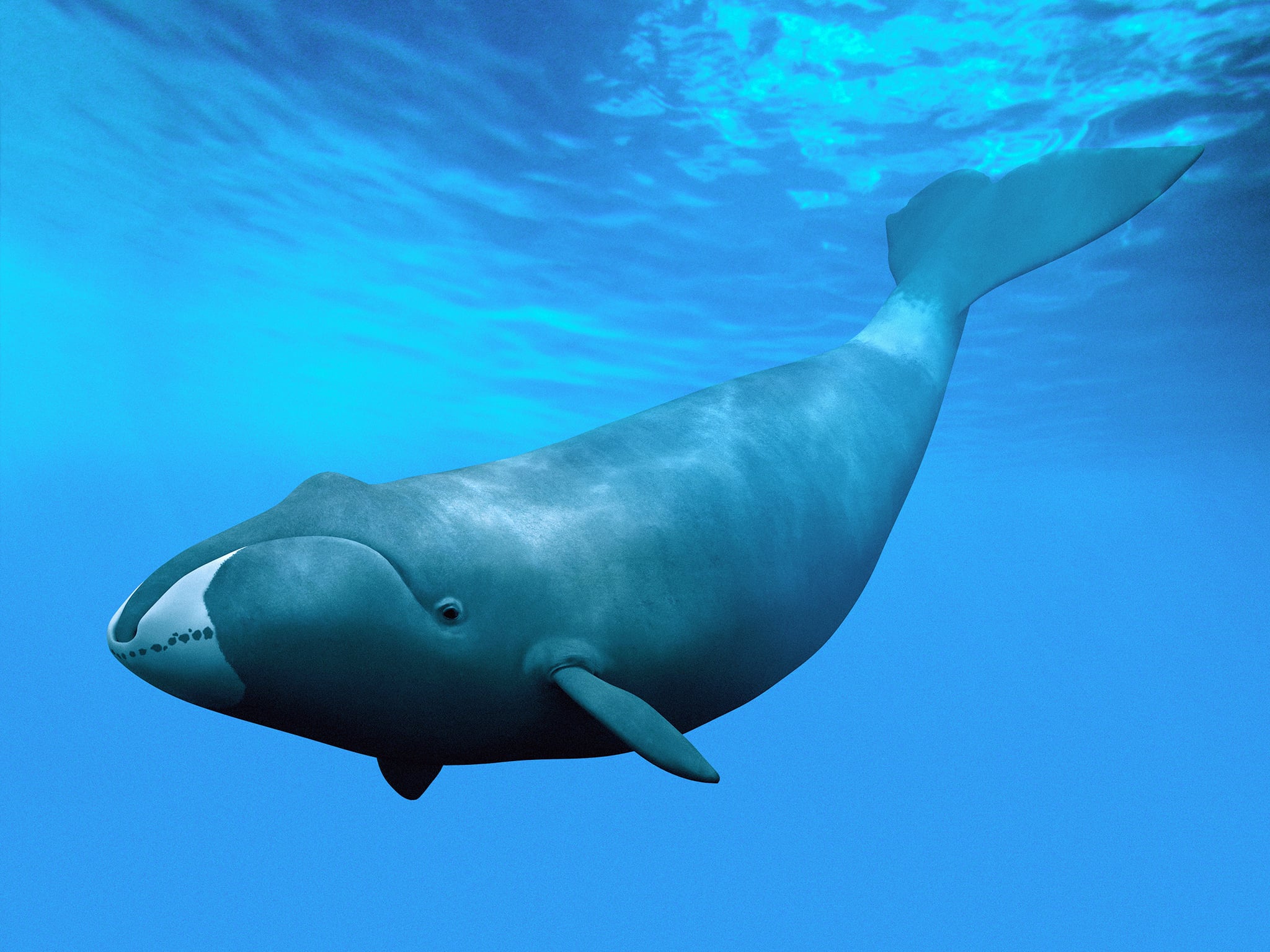 Featured image for Unraveling the Secret to Bowhead Whales' 200-Year Lifespan