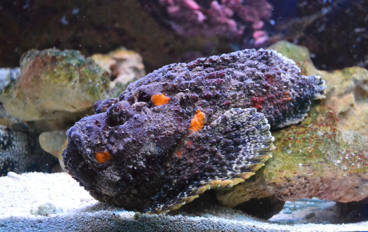 Featured image for New Compound Found in Fish Venom Surprises Scientists