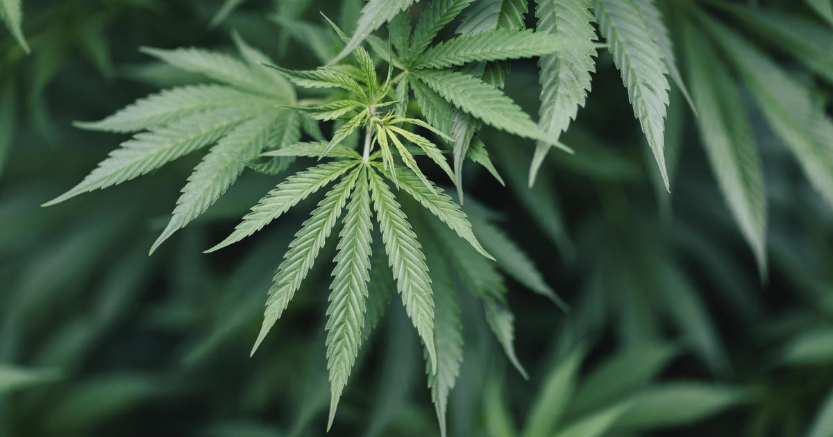 Featured image for Ohio GOP's Contempt for Voters' Will: Attempts to Override Recreational Marijuana Legalization