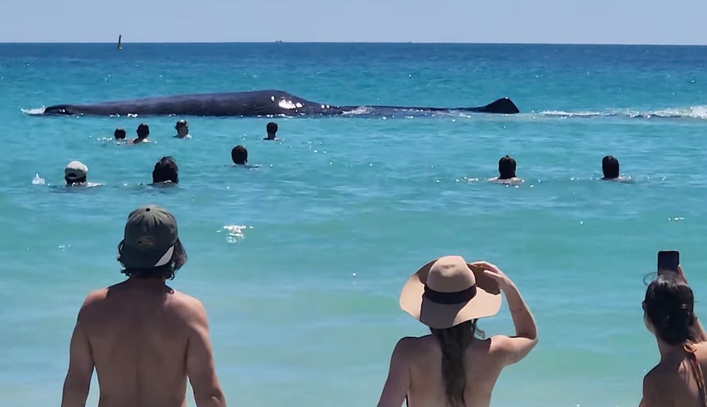 Featured image for Close Encounter: Massive Whale Thrills Beachgoers, Beaches Itself Nearby