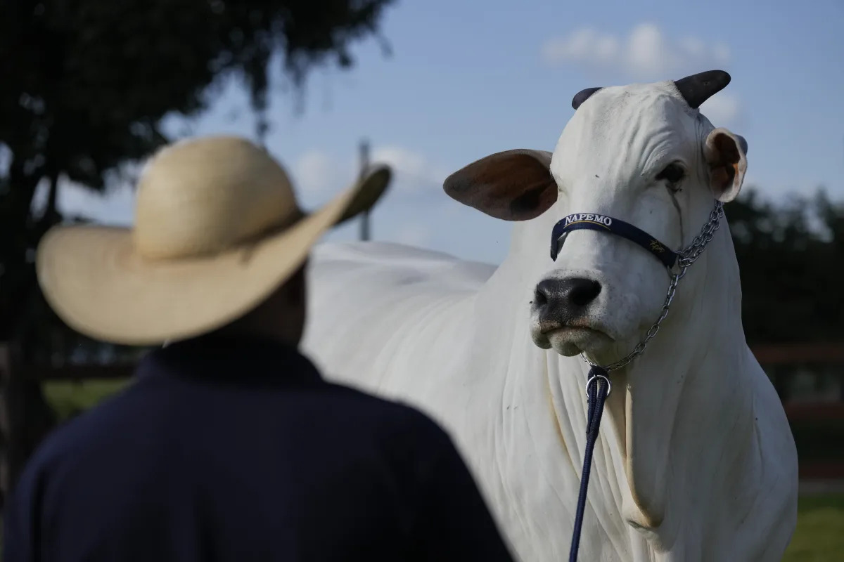 Featured image for "Meet the World's Priciest Cow: Brazil's Beef Revolution"