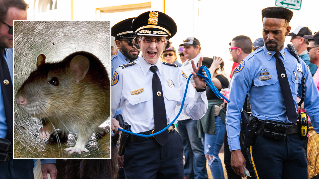 Featured image for "High Rats: New Orleans Police HQ Infiltrated by Marijuana-Munching Rodents"