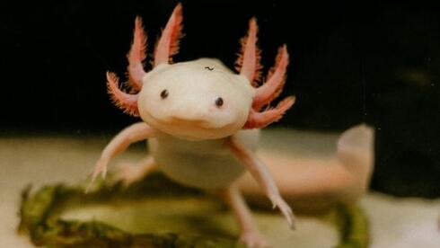 Featured image for Amphibian that Stops Aging: A Breakthrough in Longevity