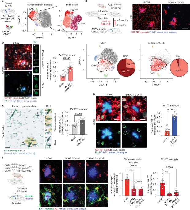 Featured image for Microglia and Immune Cells as Protective Agents in Alzheimer's Disease