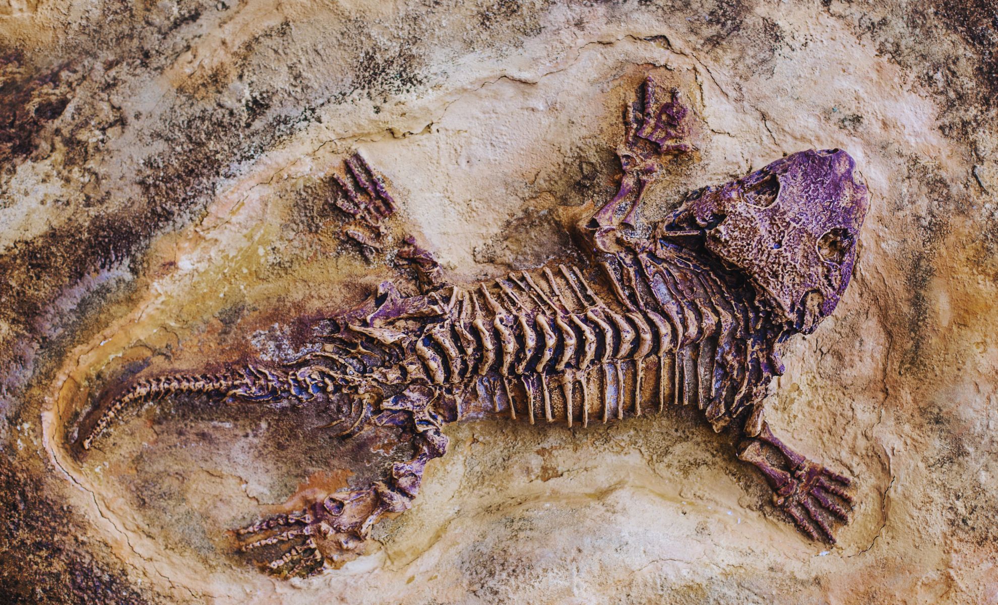 Ancient Giant Possum Fossil Discovered in Texas Reveals New Marsupial Evolution Insights