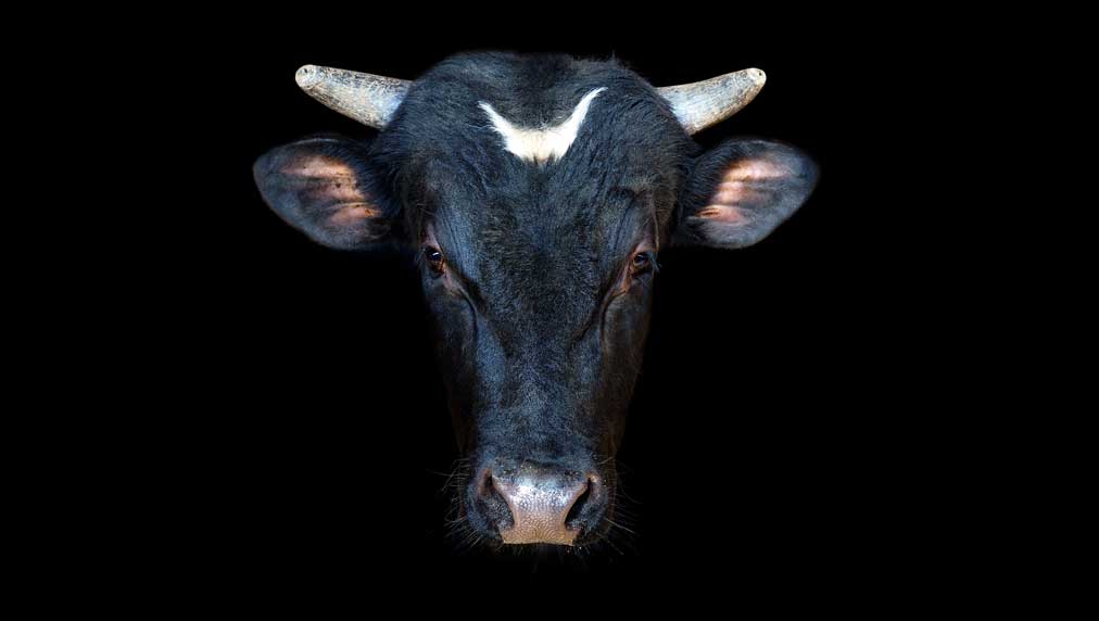 Featured image for Stocks Rise on Oracle Rally Amid Tariff Concerns and Inflation Data