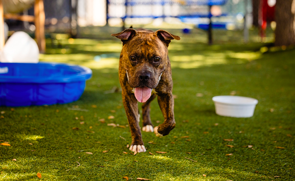 Featured image for Contagious Virus Forces Orange County Animal Services to Reject New Dogs