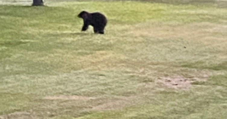 Featured image for Black bear sightings on the rise in various US states.