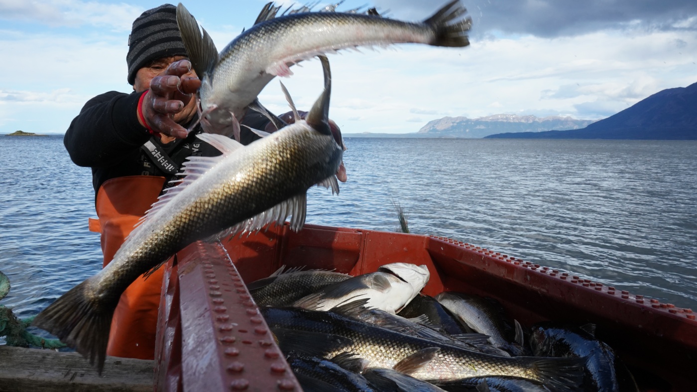 Chilean Indigenous Fishermen Warn Salmon Industry Endangers Their Culture