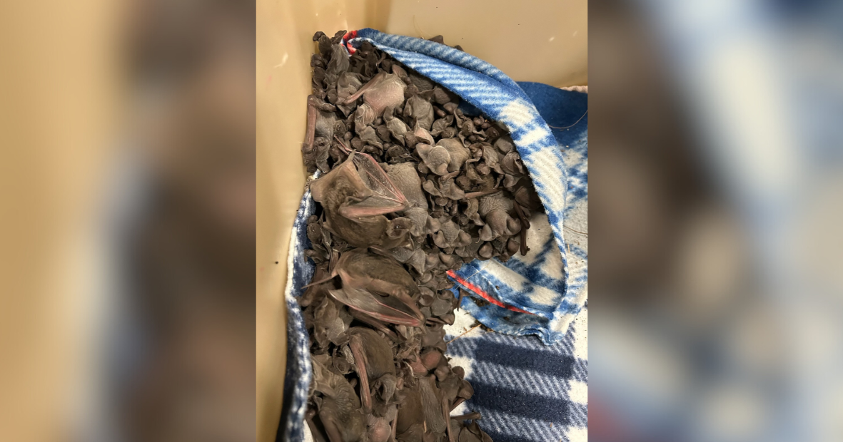 Volunteers Rescue Over 100 Bat Pups from Palm Frond