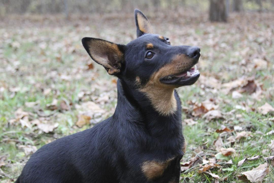 "Lancashire Heeler Wins Recognition as AKC's Newest Agile Breed"