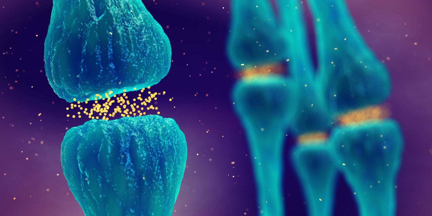 Featured image for Brain Imaging Reveals Dopamine's Main Action in the Striatum