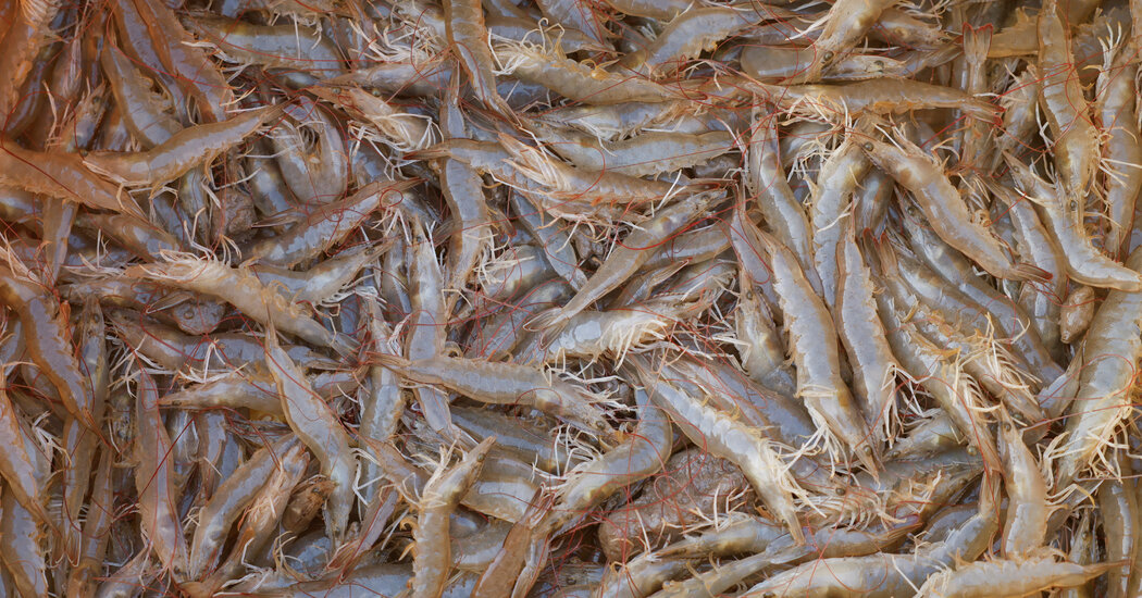 Featured image for Walmart Recalls Radioactive Shrimp Amid FDA Warning