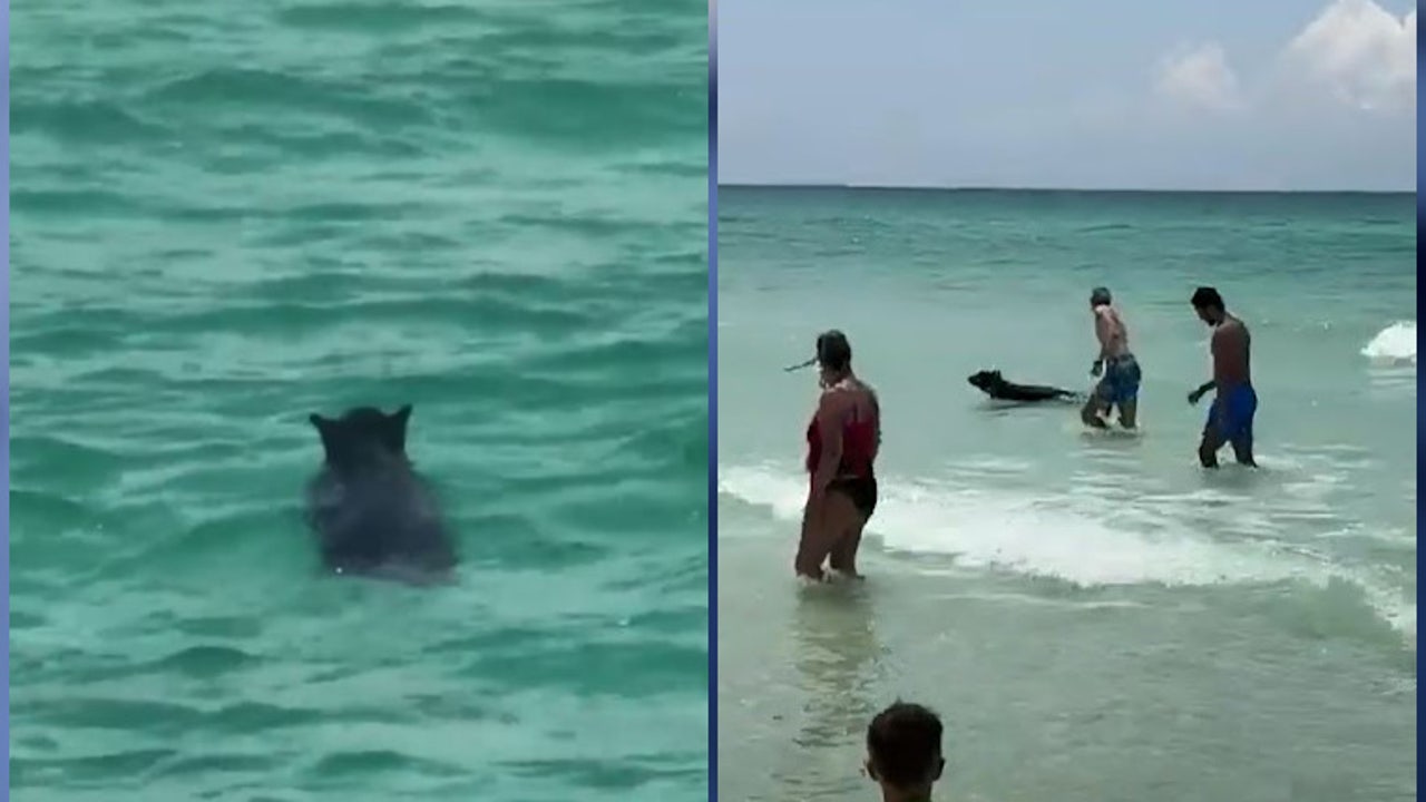 Black bear surprises Florida beachgoers with a swim