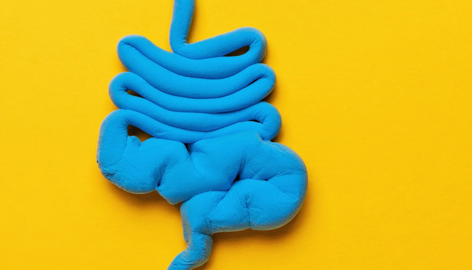 Western diet fats may push gut bacteria into the brain via the vagus nerve