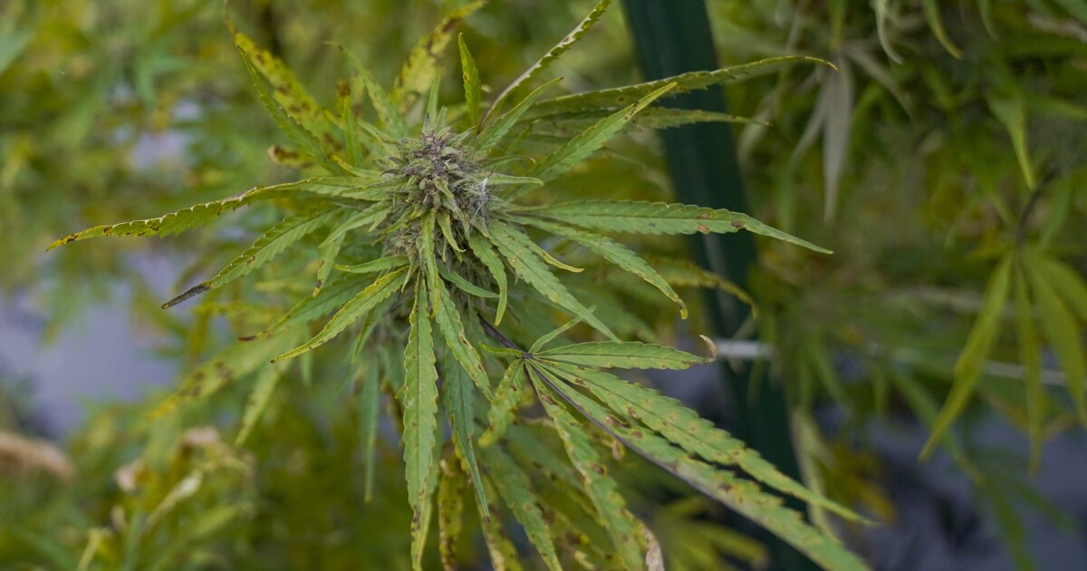 Featured image for "Nevada Ushers in 2023 with Over 80 New Laws Including Medicaid Expansion and Cannabis Limit Increase"