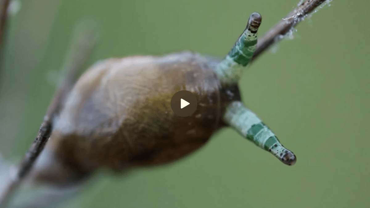 Featured image for Top 7 Creepiest and Most Devious Parasites in the World