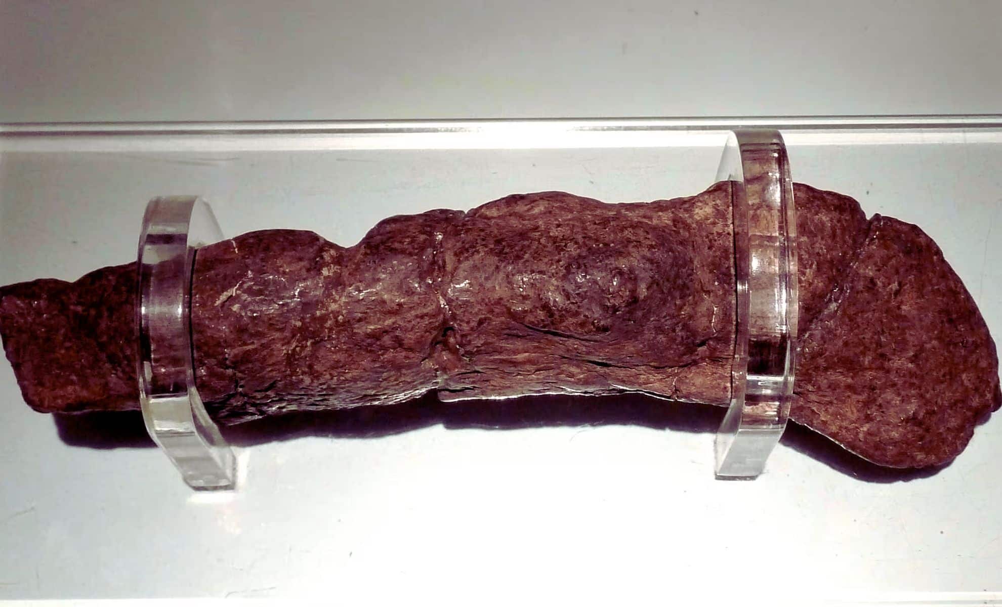 Featured image for Ancient Viking Feces Unveil 1,000-Year-Old Secrets