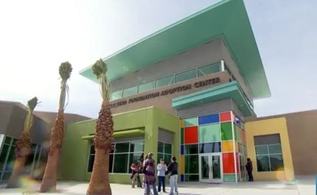 Featured image for "Urgent Call for Foster Homes as Las Vegas Shelter Faces Critical Space Crisis"