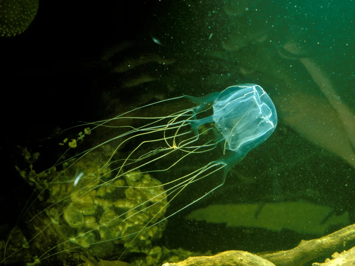 Featured image for "Jellyfish: Unveiling the Surprising Learning Abilities of Brainless Creatures"