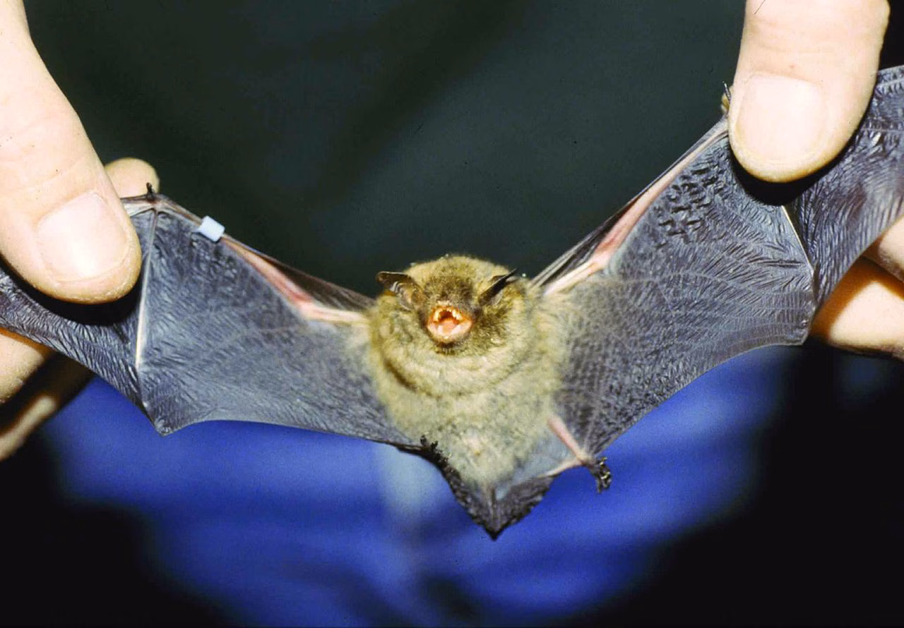 Tiny Bats, Big Impact: Micron's NY Chipmaking Strategy