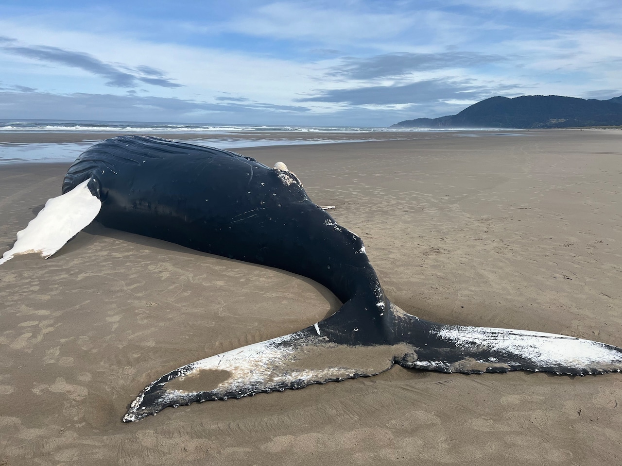 Featured image for Dead Humpback Whale Washes Ashore on Oregon Coast, Public Warned