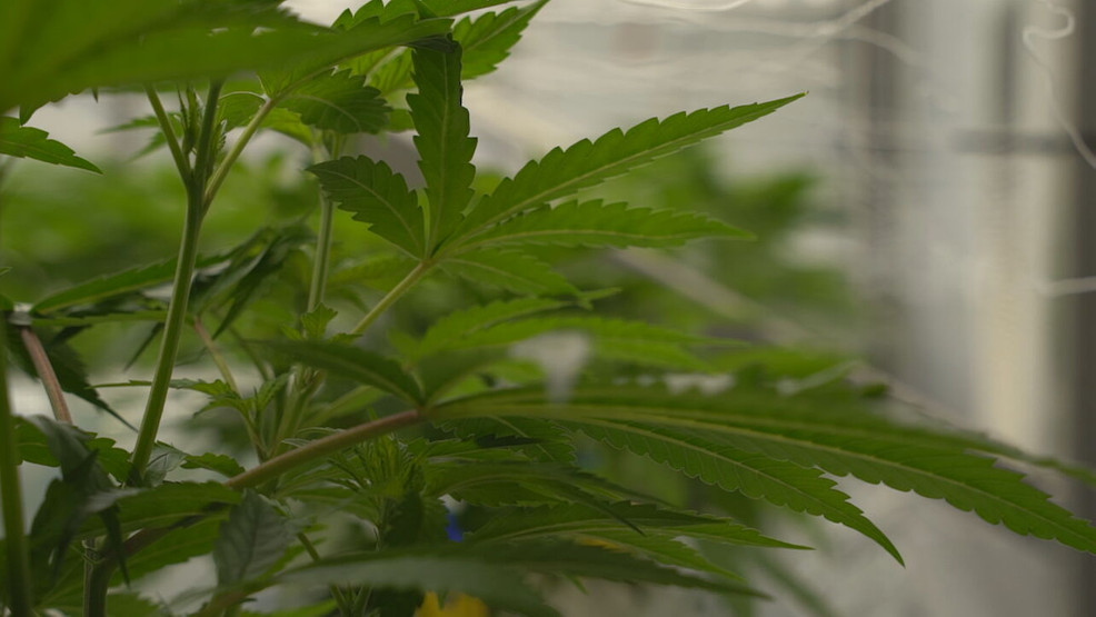 Featured image for Ohio's Journey to Legalizing Recreational Marijuana: Changes, Challenges, and Consequences