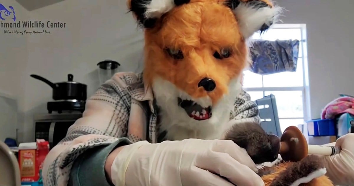 Featured image for Wildlife Center Staff Dress Up as Fox to Care for Rescued Newborn