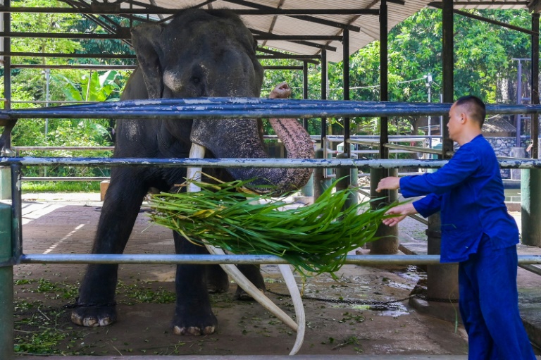 Rescued Elephant Returns to Thailand on Jumbo Flight