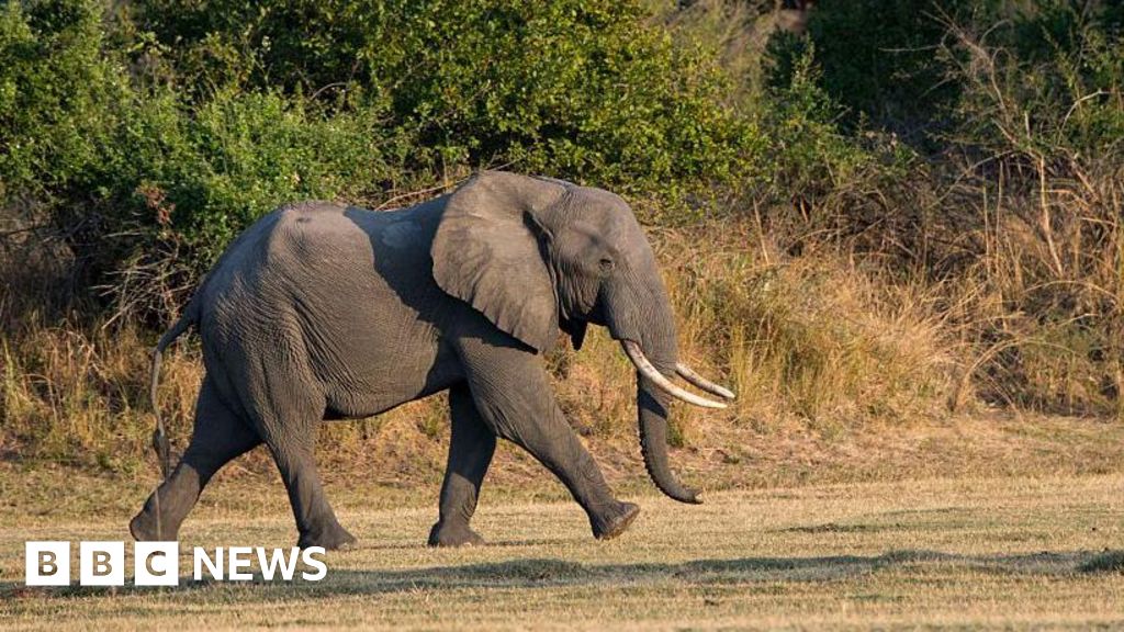 Featured image for Tragic Elephant Attack in Zambia Claims Two Tourist Lives