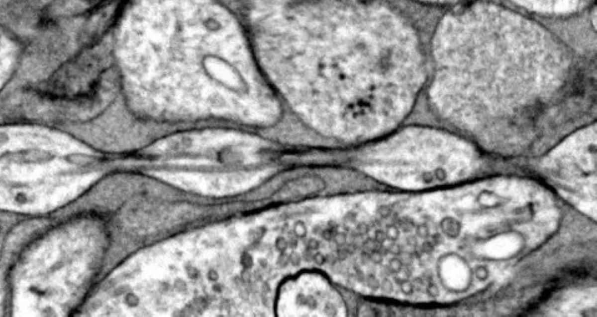 Featured image for New Study Challenges Traditional Views on Neuron Structure