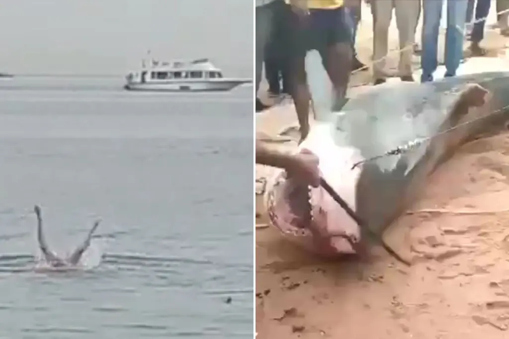 Featured image for Russian Tourist Killed by Shark in Egypt, Attacker Beaten to Death.