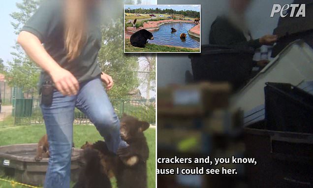"Shocking Footage Reveals Bear Country USA Zoo Workers Resorting to Extreme Measures to Steal Bear Cubs"