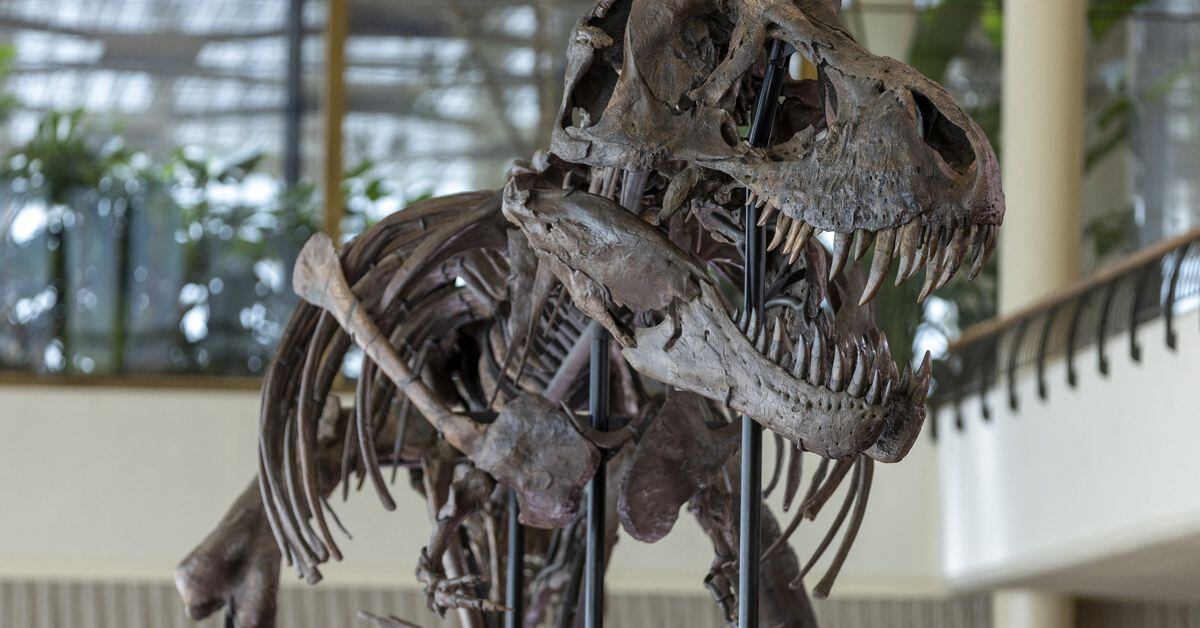 Rare T-Rex Skeleton Up for Auction in Switzerland.