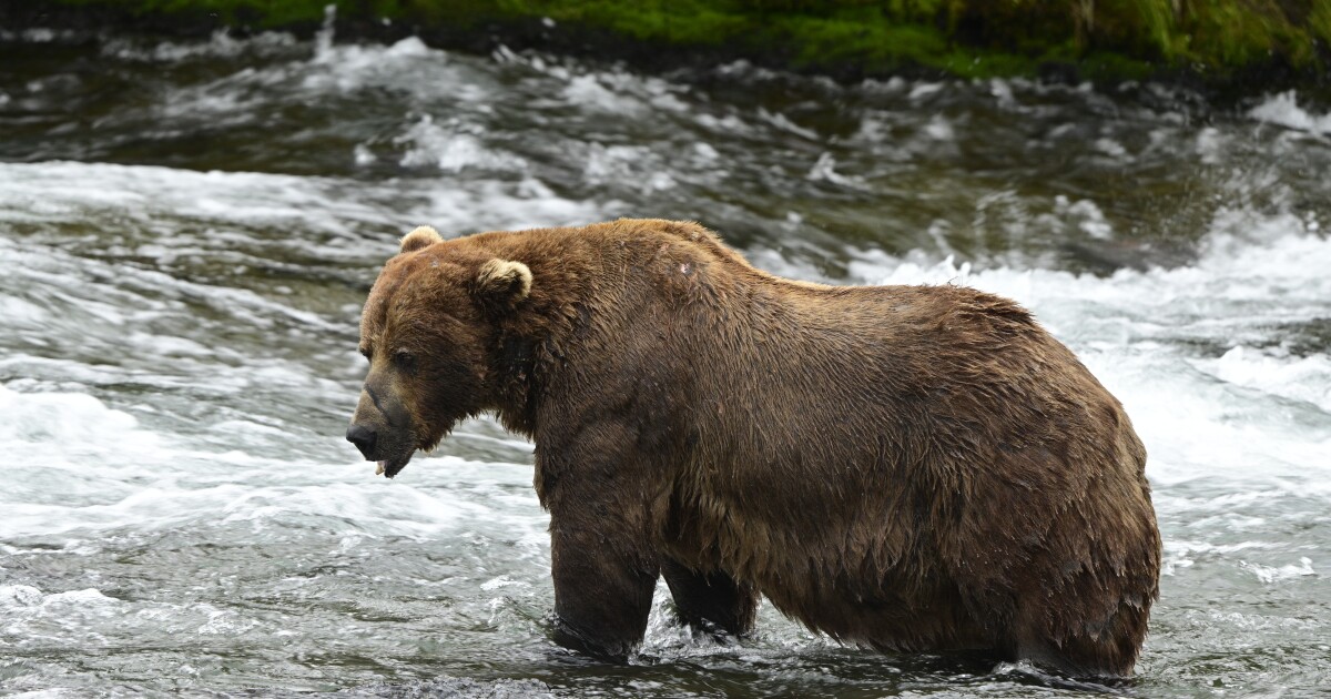 Featured image for Injured Chunk Wins Alaska's 2025 Fat Bear Week