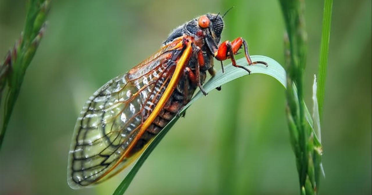 "2024 Cicada Emergence: What You Need to Know About the Trillions of Buzzing Bugs"