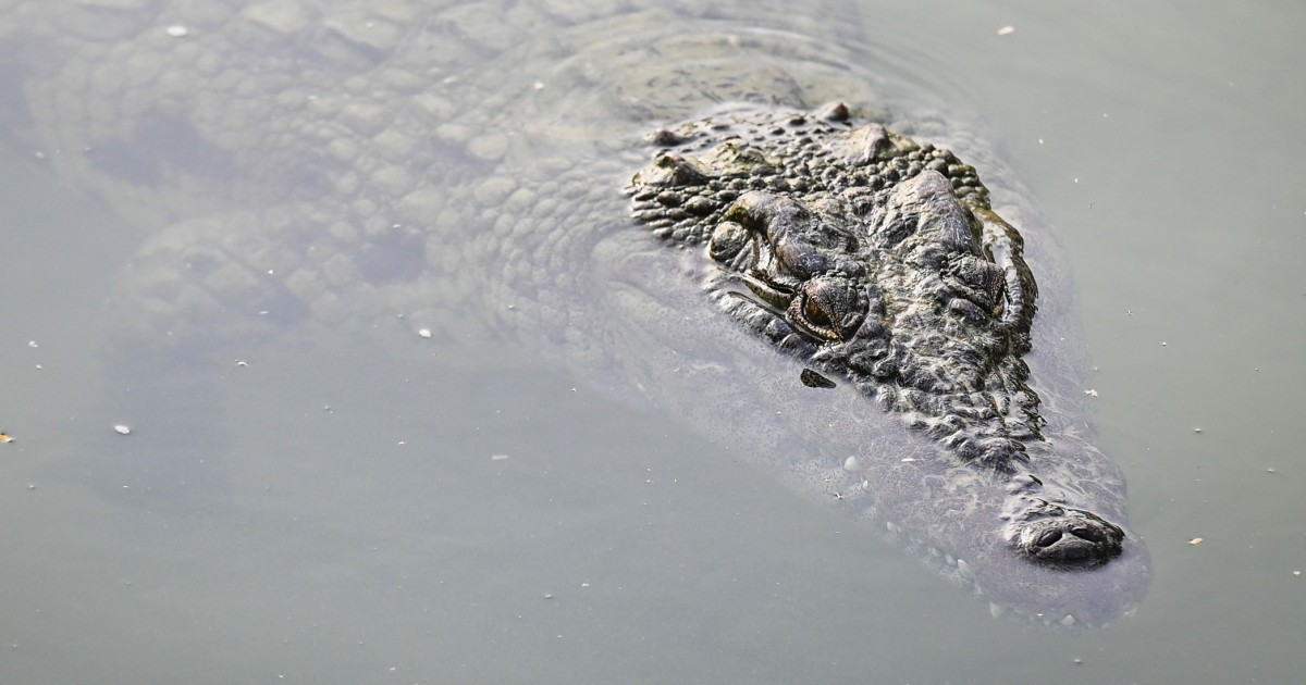 Featured image for "Flooded China faces added danger as crocodiles escape"