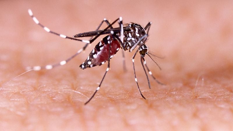 Featured image for Rising Dengue Cases in Florida Spark Concern