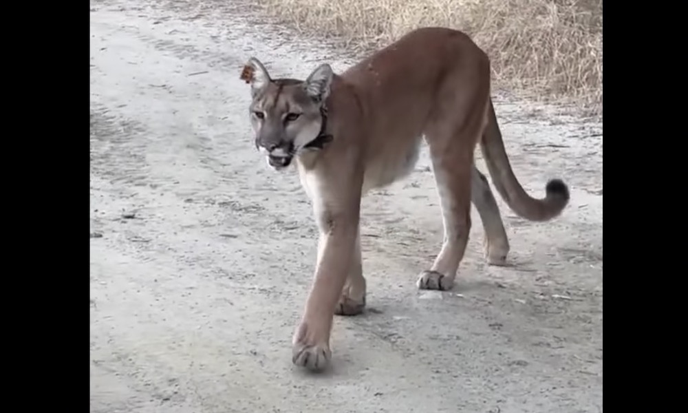 Featured image for Close Encounters: Man Calmly Films Cougar Passing By with Bear Spray at the Ready